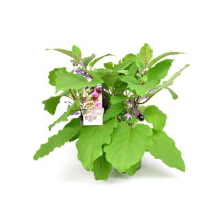 Patio aubergineplant met al vruchten aan