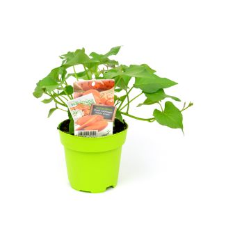 Zoete aardappel Beauregard