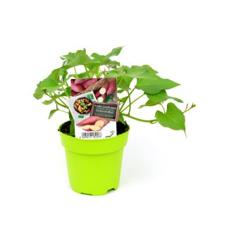 Zoete aardappelplant Erato White