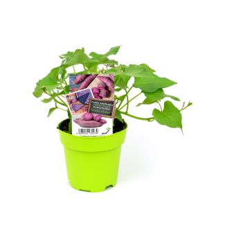 Zoete aardappel Erato Violet