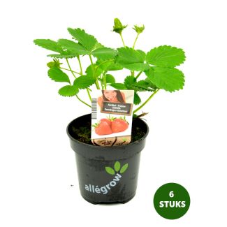 Aardbei Ostara