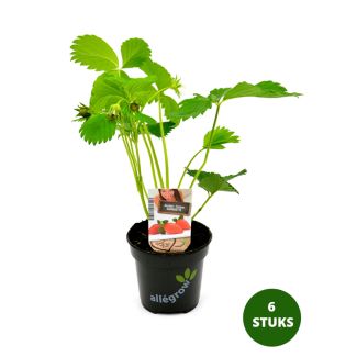 Aardbei Gariguette