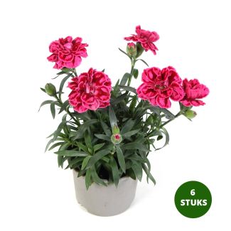 Anjers - paars - 6 stuks
