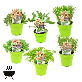 Kruidenplanten gemengd Ø12cm