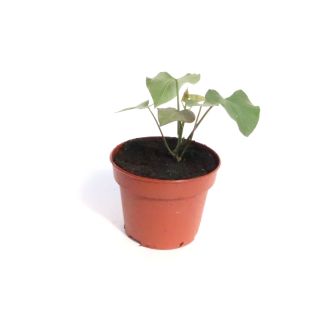 Biologische zoete aardappeplant