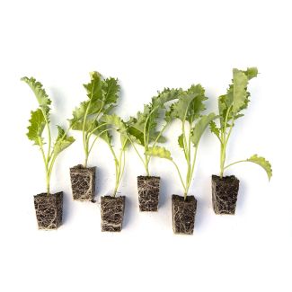 boerenkool plantjes