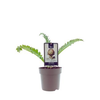 Artisjokplant kopen