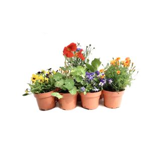 Mix van Eetbare bloemen 