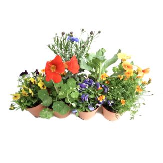 Set eetbare bloemen van moestuinenbloem.nl