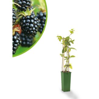 Bramenstruik