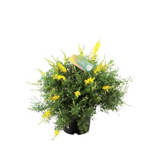 Genista struik
