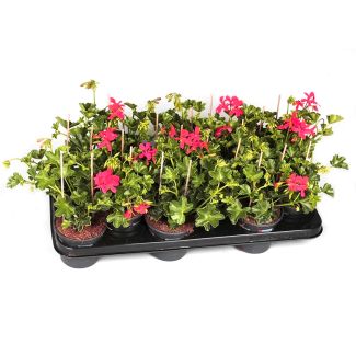 Hanggeraniums kopen