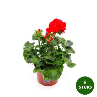Geraniums staand