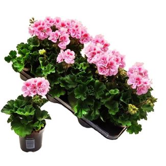 Staande geraniums - 6 stuks - roze tinten - Pelargonium zonale