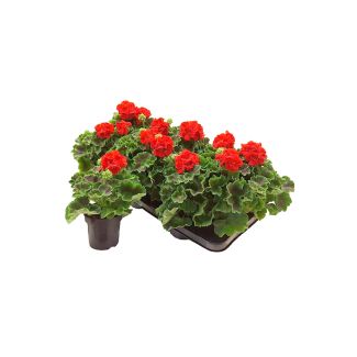 Geraniums staand