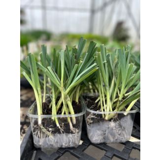 Preiplantjes geworteld