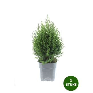 Chinese Jeneverbes - 2 stuks - Juniperus chinensis 'Stricta' - Ø17cm - 25-30cm hoog