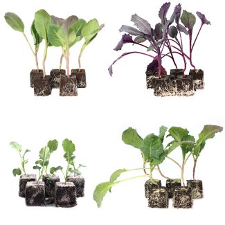 Mix van 4 soorten koolplantjes
