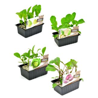 Kool Mix - 4 setjes à 6 plantjes: bloemkool, broccoli, spitskool en savooie kool - 24 plantjes