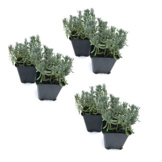 Lavendel 'Hidcote' ca. 15cm hoog - 6 plantjes (Ø9cm)