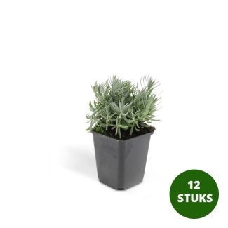 Lavendel plantjes