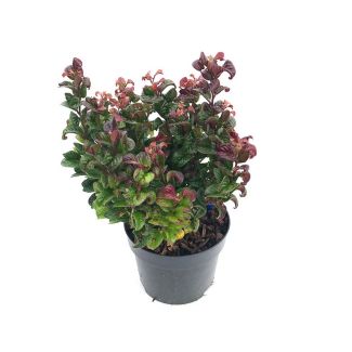 Druifheide - Leucothoe axillaris 'Curly Red' - 1 stuks - potmaat Ø17cm 