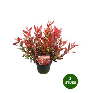 Leucothoe Little Flames kopen