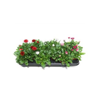 Tray madeliefjes gemengd