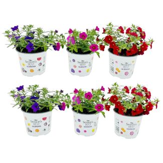 Mini petunia plantjes