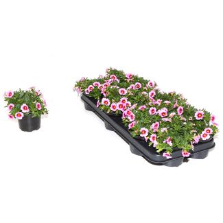 Mini-petunia / Million Bells (Callibrachoa) - 9 stuks (Ø10,5cm)-roze