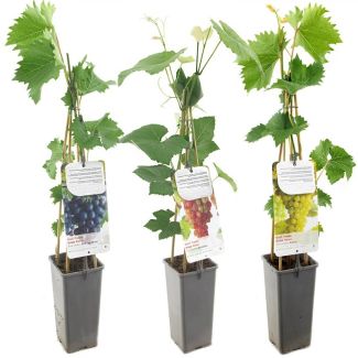 Mix van 3 druivenplanten