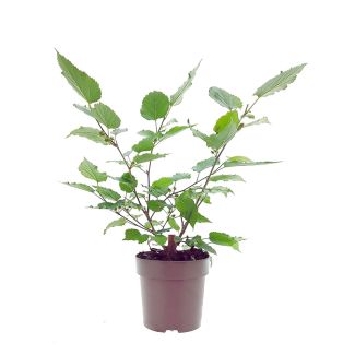 Moerbeiplant