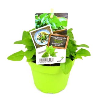 Nieuw-Zeelandse Spinazie in pot (Ø13cm)