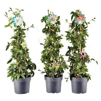 3 kleuren passiflora