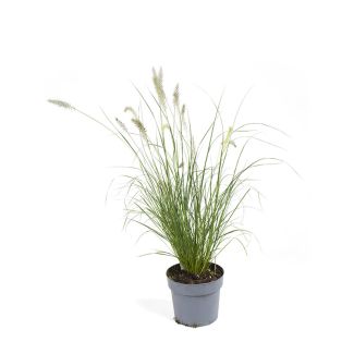 Siergras - Pennisetum 'Hameln' – Ø17 cm - 2 stuks