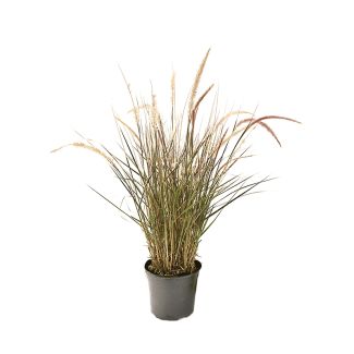 Siergras - Pennisetum advena 'Rubrum' – Ø19 cm - H25-30 cm