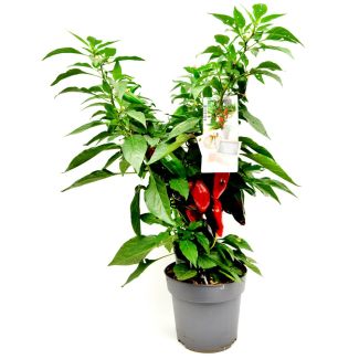 Chilipeper 'Torito' - peperplant met vruchten aan (Ø15cm) - medium pikant