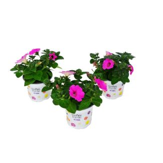 Petunia surfinia plantjes kopen