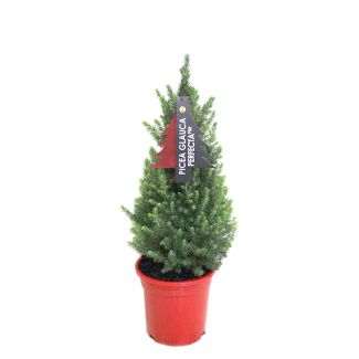 Picea glauca Perfecta kopen