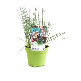 Jonge prei plantjes in pot