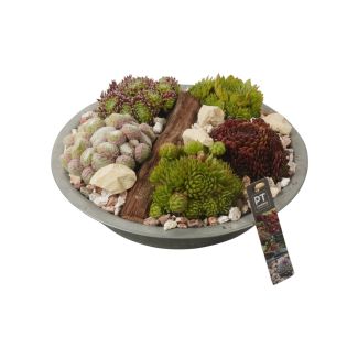 Sempervivum arrangement in zinken schaal (Ø26cm)