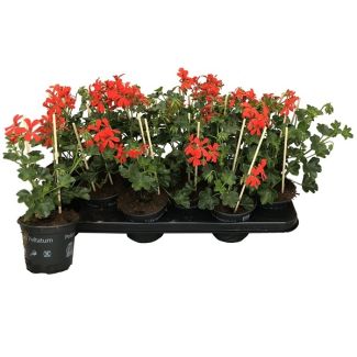 Hang geranium in rode tinten koop je bij moestuinenbloem.nl