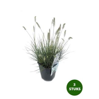 3st Siergras - Pennisetum alopecuroides 'Little Bunny'