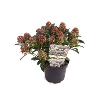 skimmia Marlot met 10-15 bloemen