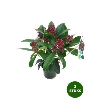 Skimmia Rubella kopen