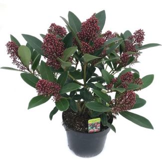 Skimmia japonica 'Rubella' - 40 cm hoog - Ø17 cm