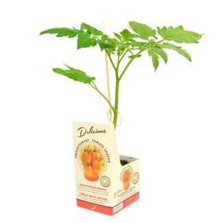 Snack tomaat - Oranje - Delicious  - 1 plant