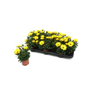 Spaanse margrieten geel