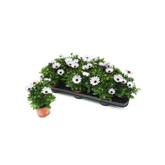 Spaanse margrieten wit