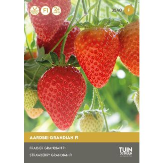 Aardbei Grandian F1 zaden kopen